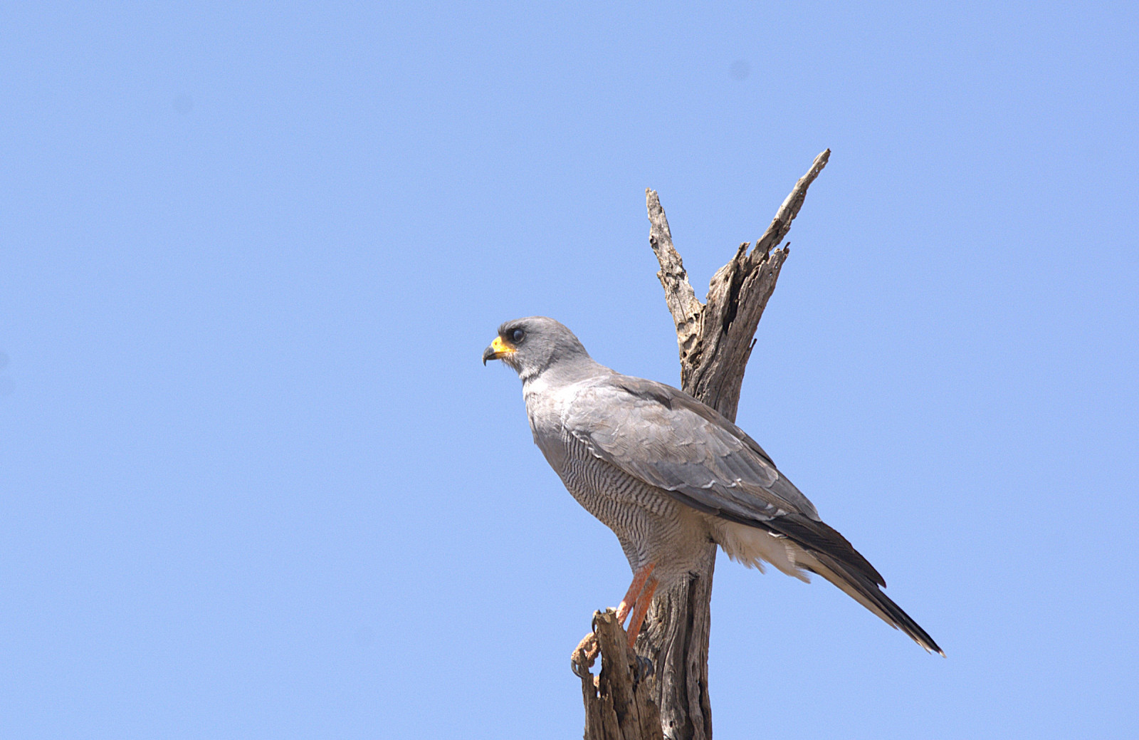 image Eastern Chanting-Goshawk